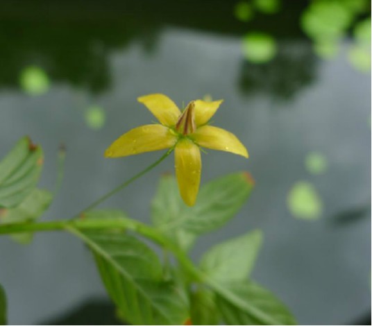 排草香（中药）