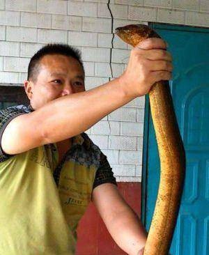 千年黄鳝精
