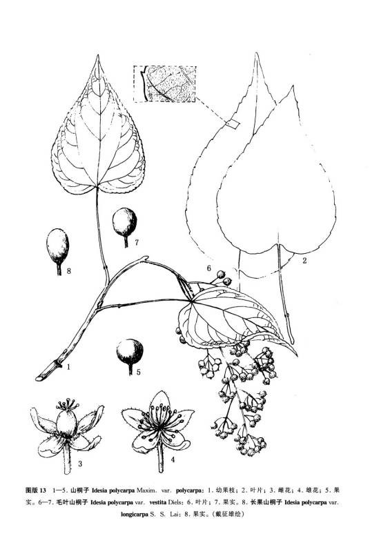山桐子(原变种)