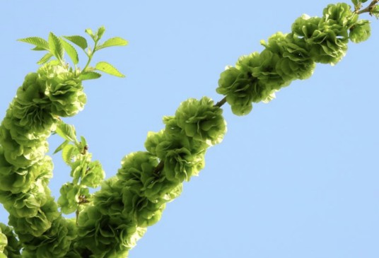 榆荚
