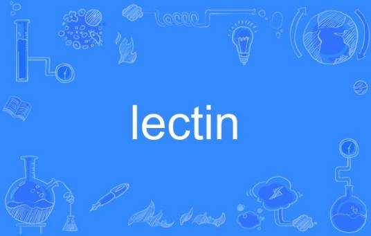 lectin（英语单词）