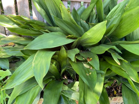 蜘蛛抱蛋(天门冬科蜘蛛抱蛋属植物)