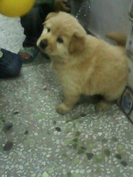 奇努克犬