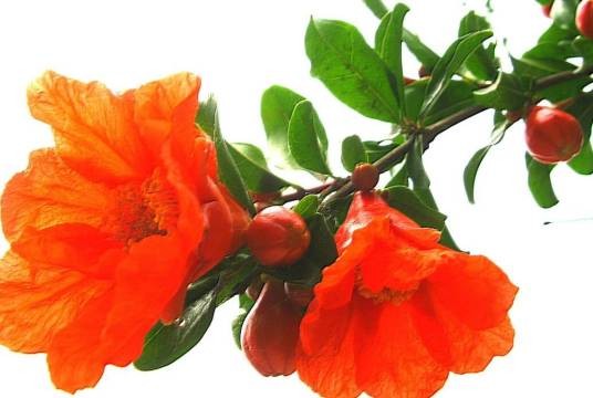 榴花(植物名称)