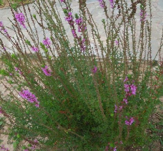千屈菜(中药)