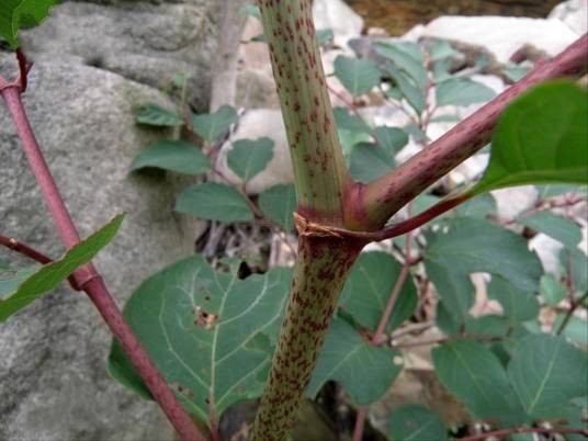 虎杖(蓼科虎杖属植物)