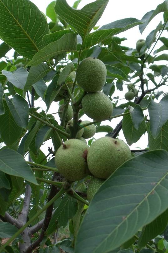 清香核桃(胡桃科胡桃属植物)