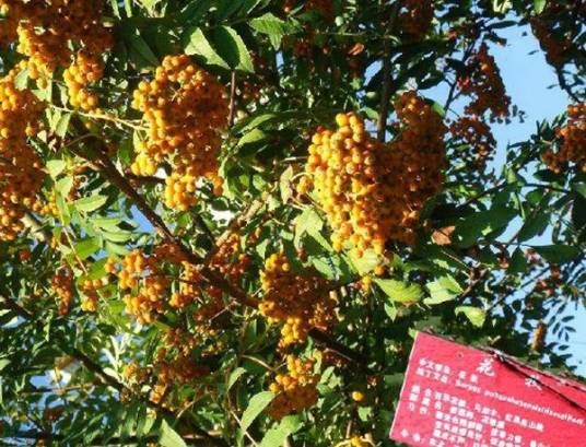 百华花楸家系CF01
