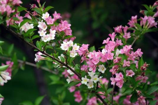 春花(词语解释)