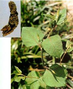 虎杖叶(蓼科植物虎杖的叶片)
