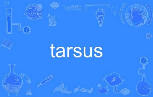 tarsus