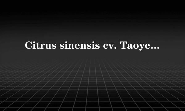 Citrus sinensis cv. Taoye cheng