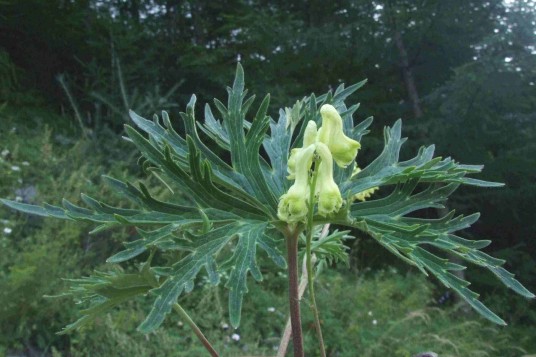 牛扁(多年生草本植物)