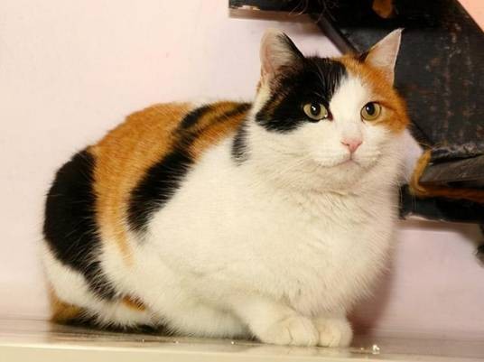 三花猫(食肉目猫科动物)