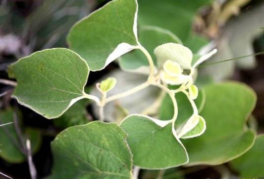 寻骨风(马兜铃科关木通属植物)