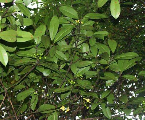 木竹子（藤黄科藤黄属植物）