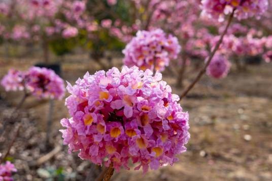 紫花风铃木12