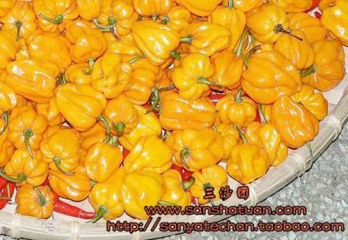 黄帝椒