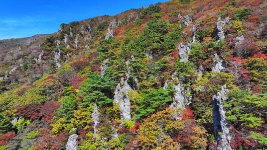 2024年韩国汉拿山植物枯萎事件