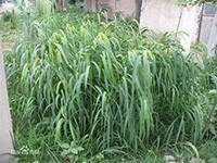 粱（禾本科狗尾草属植物）