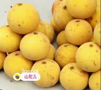 山陀儿