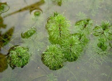 细金鱼藻
