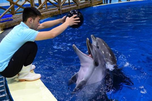 海豚训练师