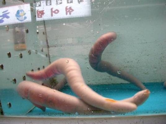 防蛔虫