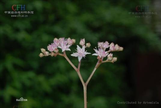 西南鬼灯檠