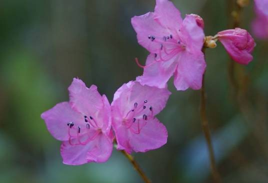 蓝荆子杜鹃