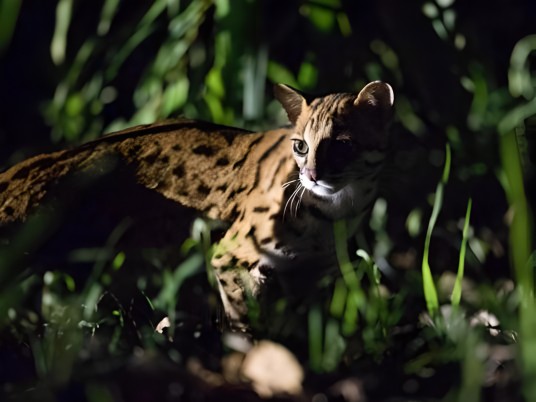 Leopard Cat