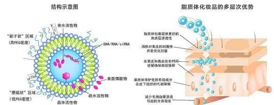 脂质双分子层