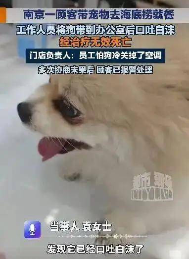 6·18南京宠物犬寄存后死亡事件