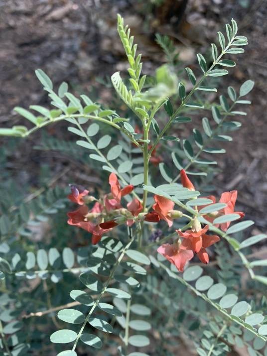 苦马豆（豆科苦马豆属植物）