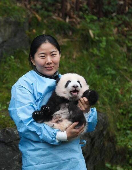 大熊猫宝妹（2019年出生在比利时的大熊猫）