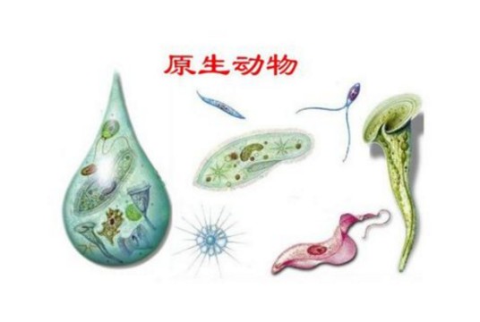 原生生物
