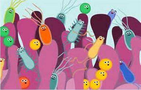 肠道微生物