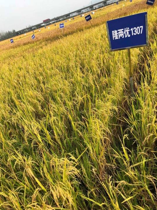 隆两优1307