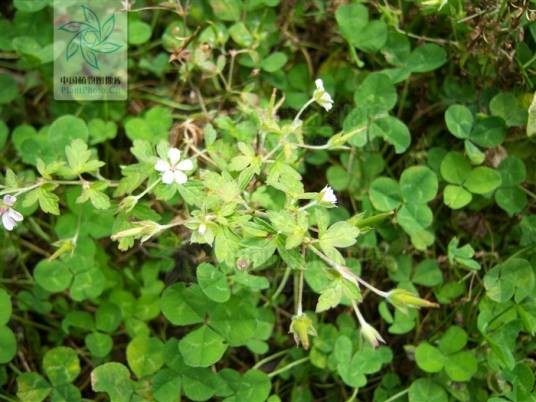 野老鹳草