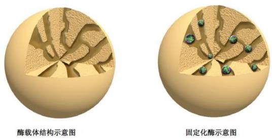 固定化酶技术