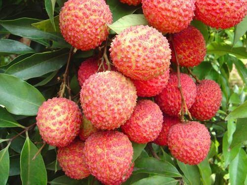 大井桂味荔枝