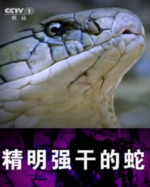 精明强干的蛇