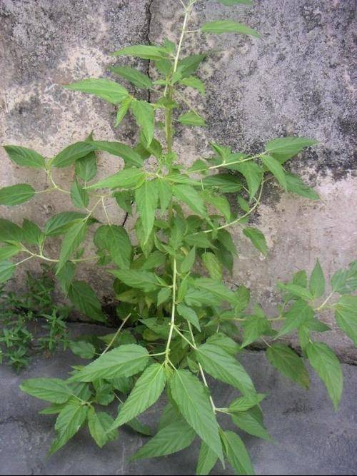 火麻头