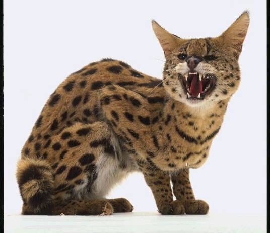 薮猫属
