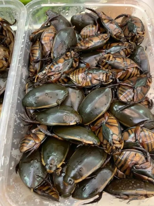 和味龙虱