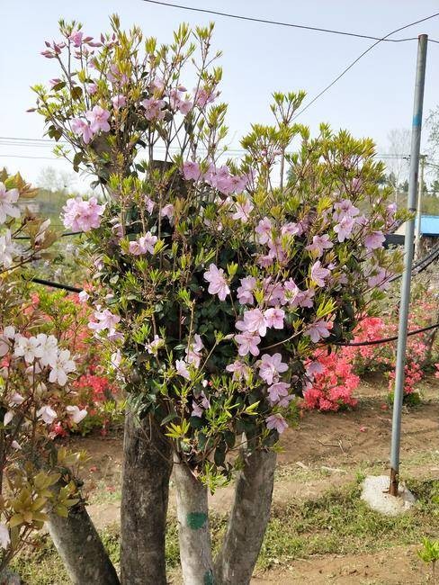马银花杜鹃
