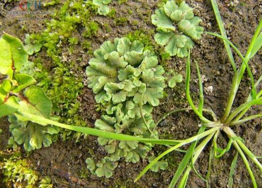 钱苔属