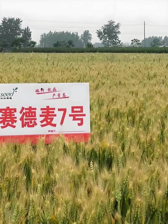 赛德麦7号