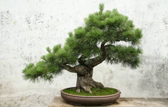 罗汉松盆栽