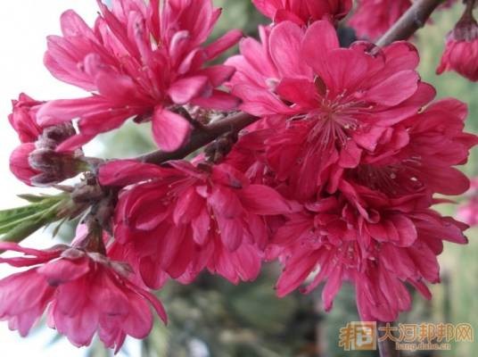 红菊花桃